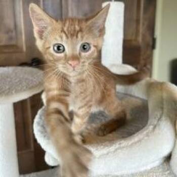 Chimi -  Domestic Short Hair Cat for Adoption in Prescott, Arizona - Chimi | PetCurious