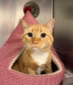 Domestic Short Hair Cats Available for Adoption in Minneapolis, Minnesota - PEACHES | PetCurious