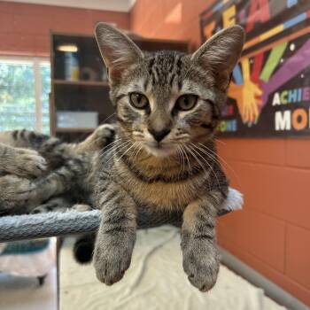 Harry -  Domestic Short Hair Cat for Adoption in Peconic, New York - Harry | PetCurious