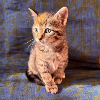Domestic Short Hair Cats Available for Adoption - Sequin 3 | PetCurious