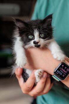 Nene aka Rockstar -  Domestic Medium Hair Cat for Adoption in Gainesville, Virginia - Nene Aka Rockstar | PetCurious