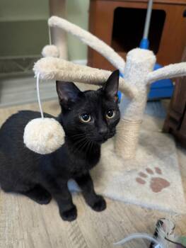 Bailey -  Domestic Short Hair Cat for Adoption in Mentor, Ohio - Bailey | PetCurious