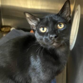 Domestic Short Hair Cats Available for Adoption - Fleetwood | PetCurious