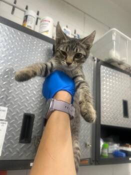 Two -  Domestic Short Hair Cat for Adoption in Fruit Heights, Utah - Two | PetCurious