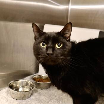 Rescue Domestic Short Hair Cats for Adoption in Briarcliff Manor, New York - Flair | PetCurious