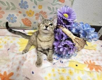 Baci -  Tabby Cat for Adoption in Greensboro, North Carolina - Baci | PetCurious