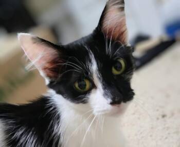 Missy -  Manx Cat for Adoption in Evans, Georgia - Missy | PetCurious