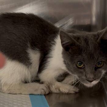 Kangaroo -  Domestic Short Hair Cat for Adoption in Salt Lake City, Utah - Kangaroo | PetCurious