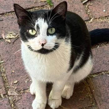 Domestic Short Hair Cats Available for Adoption in Montgomery, Alabama - Tito | PetCurious