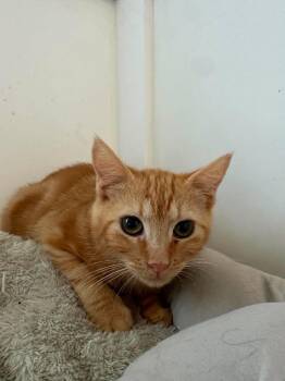 Ziggy -  Domestic Short Hair Cat for Adoption in Wilmington, North Carolina - Ziggy | PetCurious