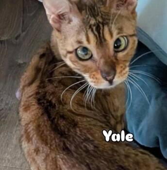 Yale -  Bengal Cat for Adoption in Gorham, Maine - Yale | PetCurious