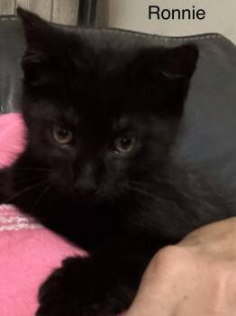 Ronnie -  Domestic Short Hair Cat for Adoption in Naugatuck, Connecticut - Ronnie | PetCurious