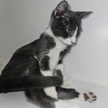 Zipper -  Domestic Short Hair Cat for Adoption in Gainesville, Florida - Zipper | PetCurious