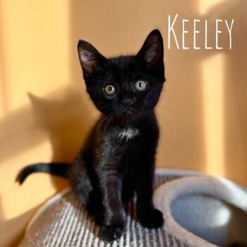 Keeley -  Domestic Short Hair Cat for Adoption in Washington, Pennsylvania - Keeley | PetCurious