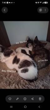 Nintendo -  Domestic Short Hair Cat for Adoption in Trenton, New Jersey - Nintendo | PetCurious