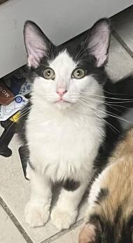 Rescue Domestic Medium Hair Cats for Adoption in Youngtown, Arizona - Humphrey Bogart | PetCurious