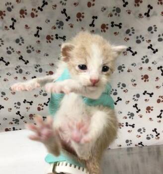 CHEX -  Domestic Short Hair Cat for Adoption in Riverside, California - CHEX | PetCurious