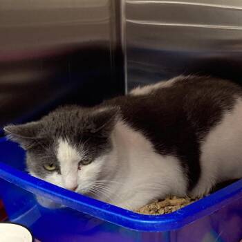Pelusa -  Domestic Short Hair Cat for Adoption in Blue Ridge, Georgia - Pelusa | PetCurious