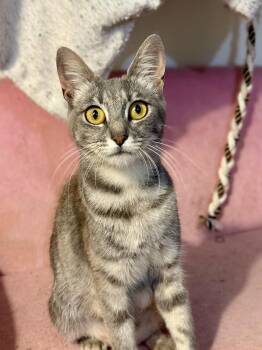 Rescue Domestic Short Hair Cats for Adoption in Vallejo, California - Freya | PetCurious