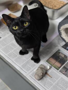 Tiger Lilly -  Domestic Short Hair Cat for Adoption in Plainfield, New Jersey - Tiger Lilly | PetCurious