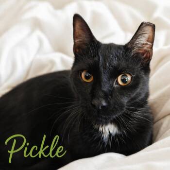 Domestic Short Hair Cats Available for Adoption in Roanoke, Virginia - Pickle | PetCurious