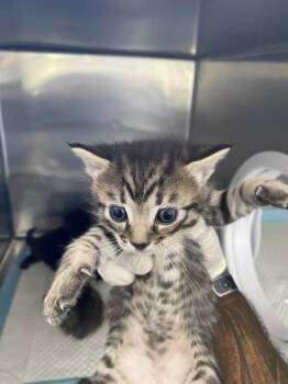 Reginald -  Domestic Short Hair Cat for Adoption in Victorville, California - Reginald | PetCurious