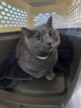 Domestic Short Hair Cats Available for Adoption in Austin, Minnesota - Devlin | PetCurious