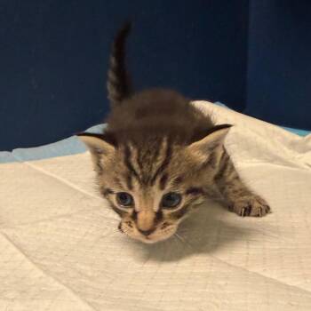 Milky way -  Domestic Short Hair Cat for Adoption in Philadelphia, Pennsylvania - Milky Way | PetCurious