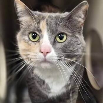 Domestic Short Hair Cats Available for Adoption - Garfield | PetCurious