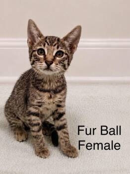 Tabby Cats Available for Adoption in Oakley, California - Fur Ball | PetCurious