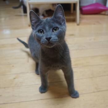 Domestic Short Hair Cats Available for Adoption in Portland, Oregon - Spruce | PetCurious