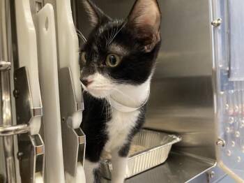 COSMO -  Domestic Short Hair Cat for Adoption in Tustin, California - COSMO | PetCurious