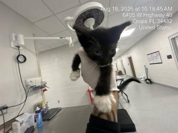ORION -  Domestic Short Hair Cat for Adoption in Ocala, Florida - ORION | PetCurious