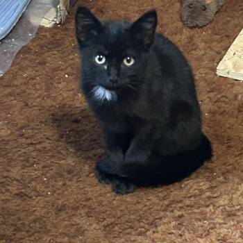 Charlie -  Domestic Short Hair Cat for Adoption in Blackfoot, Idaho - Charlie | PetCurious
