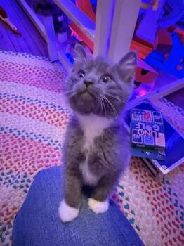 Domestic Short Hair Cats Available for Adoption in Poplar Grove, Illinois - Ramses | PetCurious