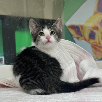 Bucky Barnes -  Domestic Short Hair Cat for Adoption in Cheyenne, Wyoming - Bucky Barnes | PetCurious