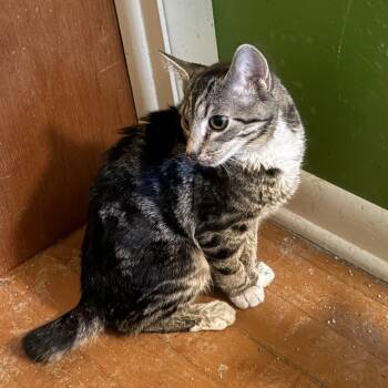 Lotus -  Domestic Short Hair Cat for Adoption in Medina, Ohio - Lotus | PetCurious