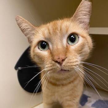 Domestic Short Hair Cats Available for Adoption - Hank | PetCurious