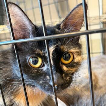 Seraphina -  Domestic Short Hair Cat for Adoption in Gloucester, Virginia - Seraphina | PetCurious