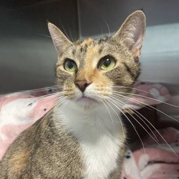 Cleo -  Domestic Short Hair Cat for Adoption in Greensboro, North Carolina - Cleo | PetCurious