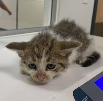 Domestic Short Hair Cats Available for Adoption - Maybelline | PetCurious