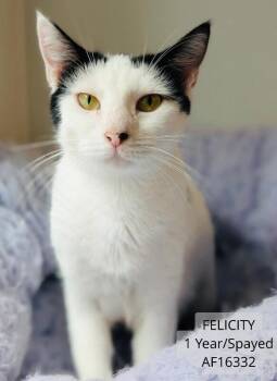 Felicity -  Domestic Short Hair Cat for Adoption - Felicity | PetCurious