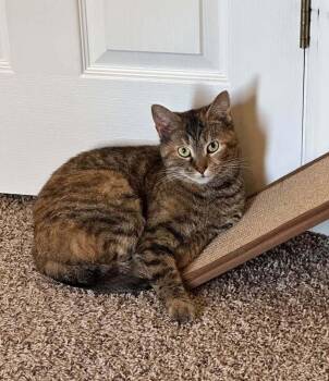 Domestic Short Hair Cats Available for Adoption - Mamma MG | PetCurious