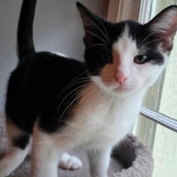 Cassius -  Domestic Long Hair Cat for Adoption in Kansas City, Missouri - Cassius | PetCurious
