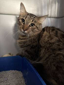 Rescue Domestic Medium Hair Cats for Adoption in Bolivar, Missouri - Fluffy | PetCurious