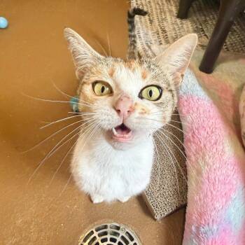 Domestic Short Hair Cats Available for Adoption in Agoura Hills, California - Mango | PetCurious