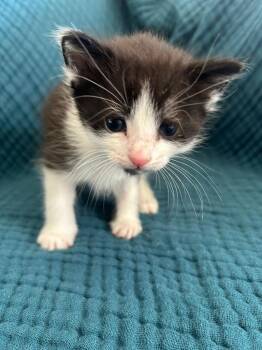 Oreo -  Domestic Short Hair Cat for Adoption in Calgary, Alberta - Oreo | PetCurious