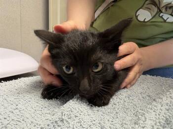 CHRIS -  Domestic Short Hair Cat for Adoption in Kent, Washington - CHRIS | PetCurious