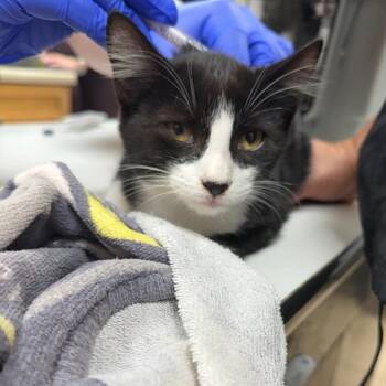 French Fry -  Domestic Short Hair Cat for Adoption in Starkville, Mississippi - French Fry | PetCurious