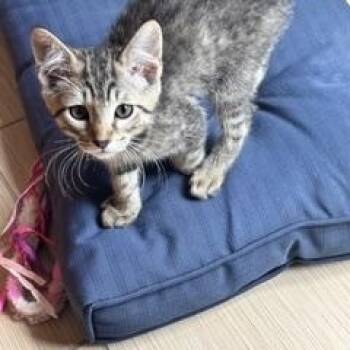 Shyloh -  Domestic Short Hair Cat for Adoption in Berkeley Heights, New Jersey - Shyloh | PetCurious
